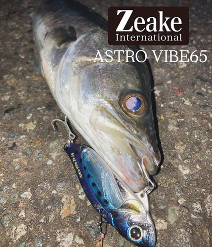 セイゴ（マルスズキ）の釣果