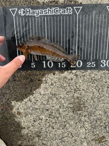 アイナメの釣果
