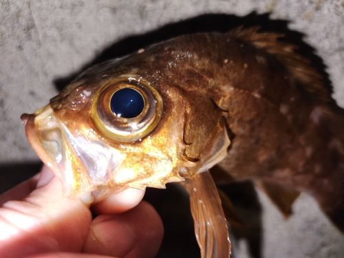 メバルの釣果
