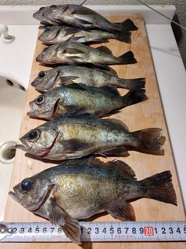 メバルの釣果