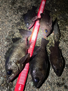 メバルの釣果