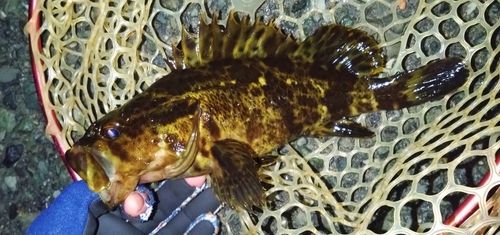 タケノコメバルの釣果