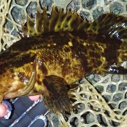 タケノコメバル