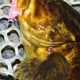 タケノコメバル