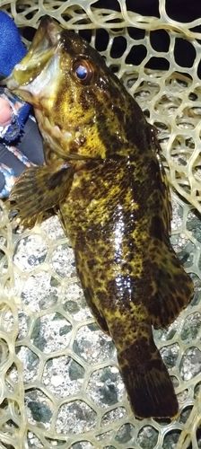 タケノコメバルの釣果
