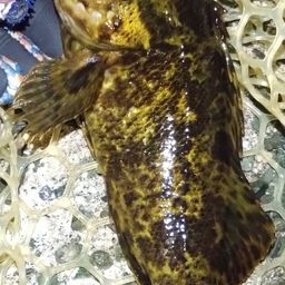 タケノコメバル