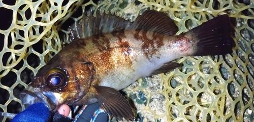 シロメバルの釣果