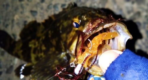 タケノコメバルの釣果