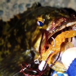 タケノコメバル