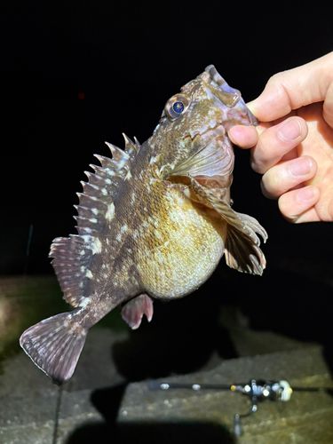 アラカブの釣果