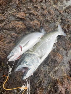 サクラマスの釣果