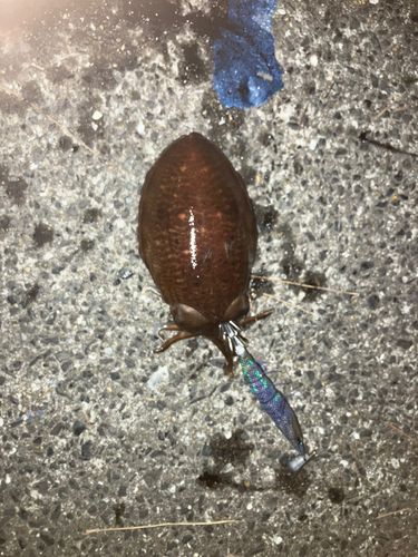 コウイカの釣果