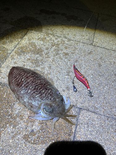モンゴウイカの釣果