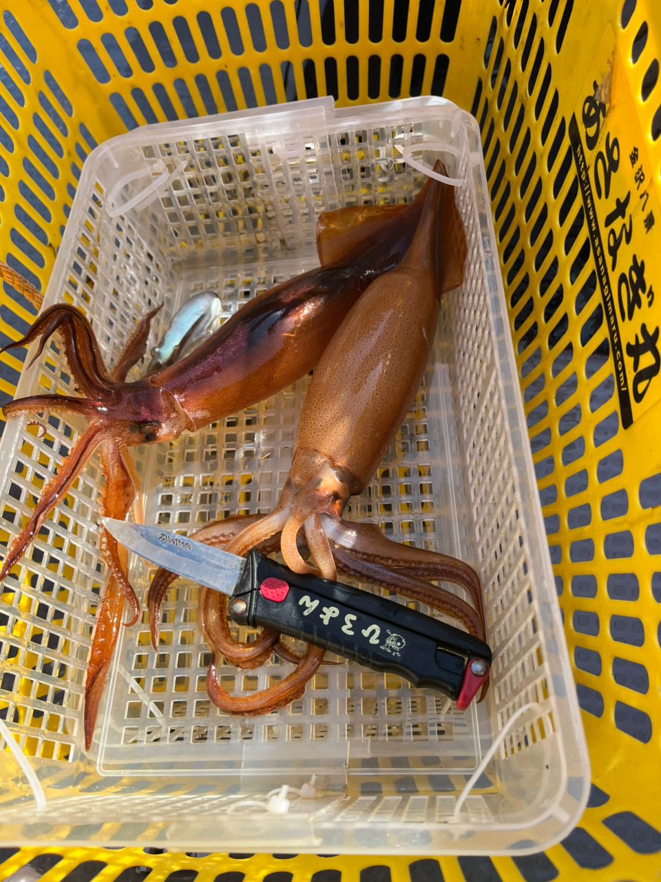 ひろよん7さんの釣果 2枚目の画像