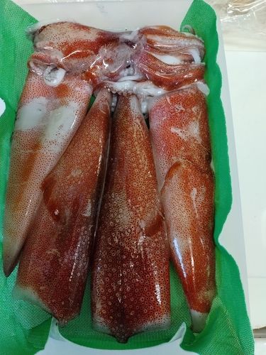 アカイカの釣果