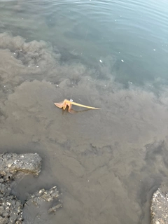 アカエイの釣果