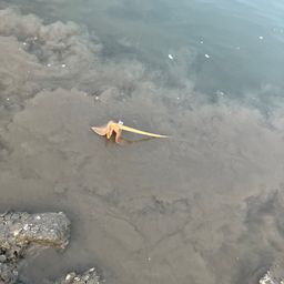 アカエイ