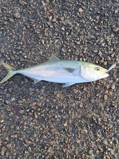 ハマチの釣果