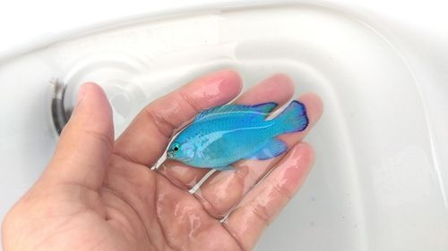 ロクセンスズメダイの釣果