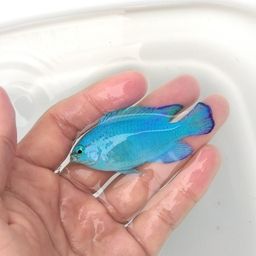 ロクセンスズメダイ