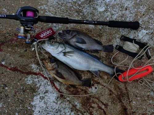 キンメバルの釣果