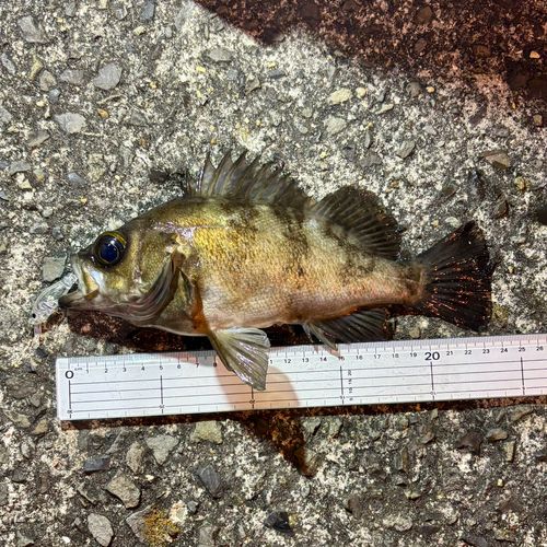 シロメバルの釣果