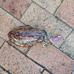 コウイカ