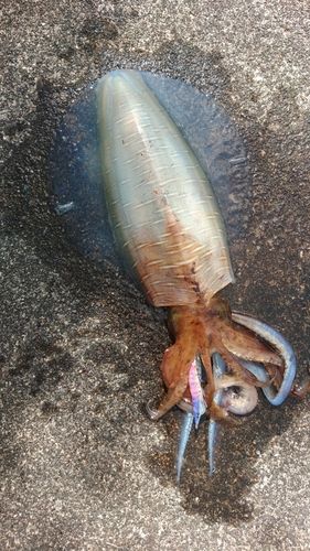 アオリイカの釣果