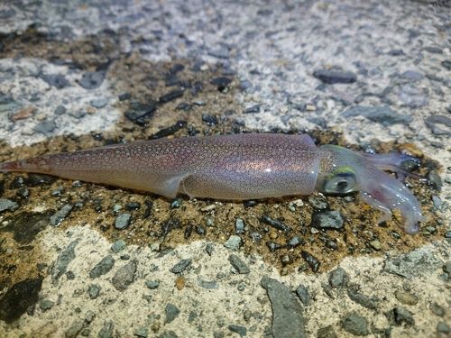 ヤリイカの釣果