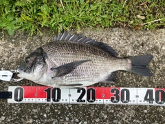 クロダイの釣果