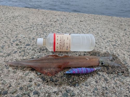 ヤリイカの釣果