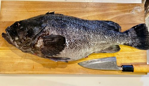 クロソイの釣果