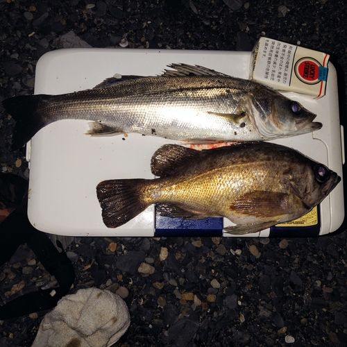 シロメバルの釣果