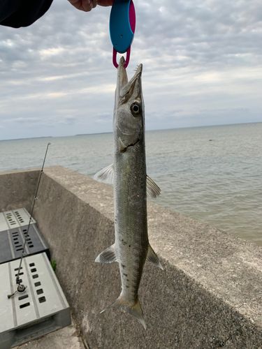 オニカマスの釣果