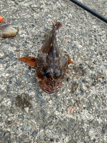 カサゴの釣果