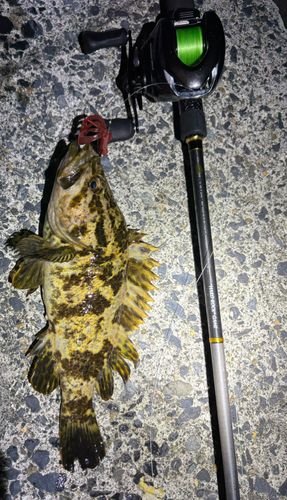 タケノコメバルの釣果