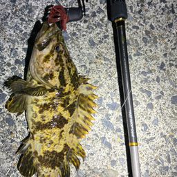 タケノコメバル