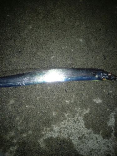 タチウオの釣果