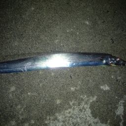 タチウオ