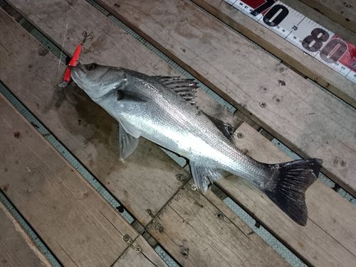 シーバスの釣果