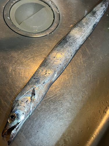 タチウオの釣果