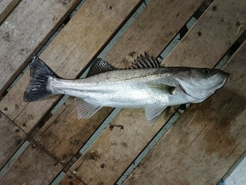 シーバスの釣果