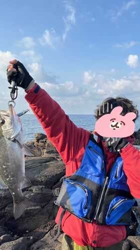 ヒラスズキの釣果