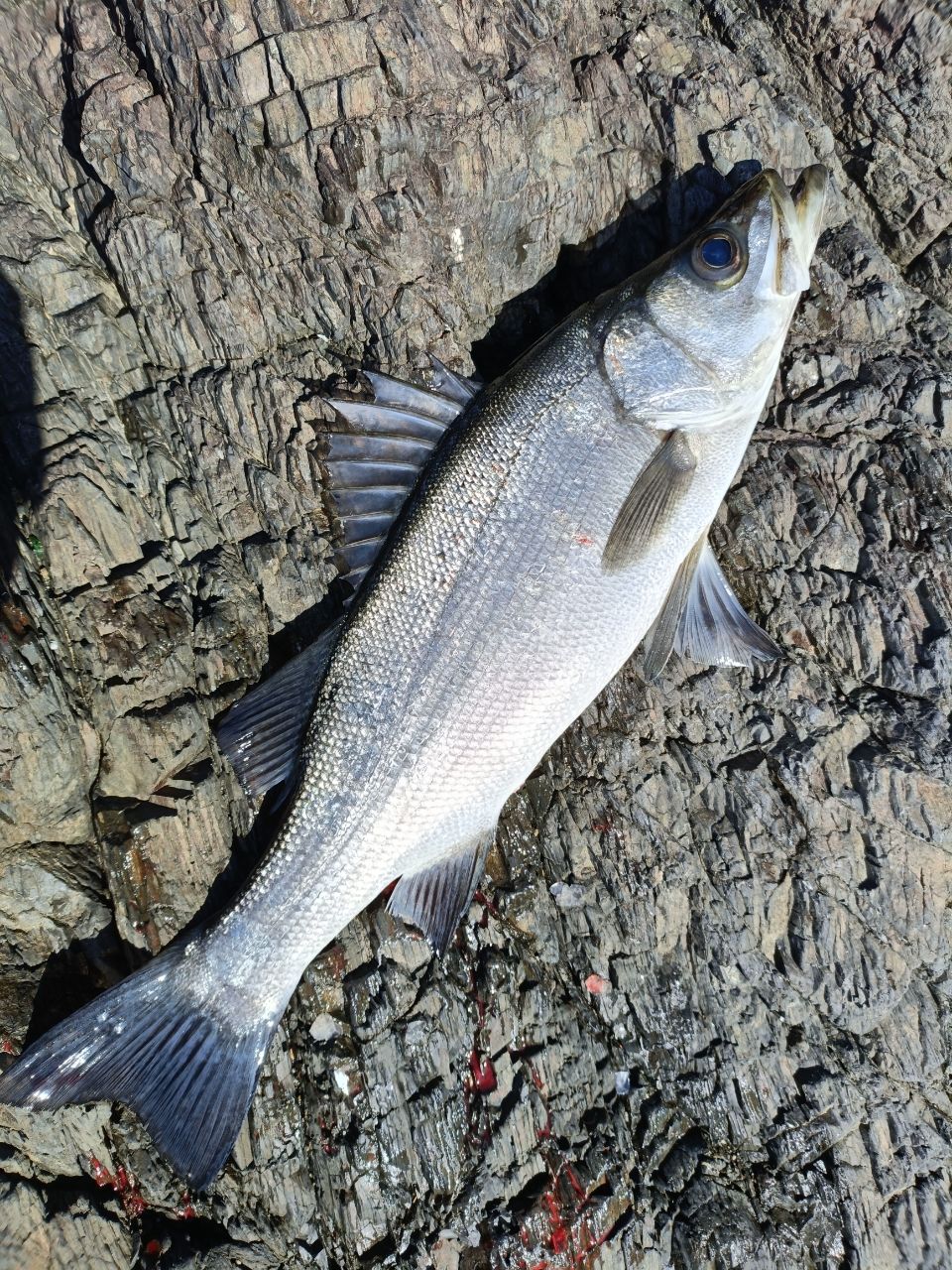 フッコ（ヒラスズキ）