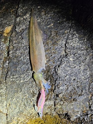 ヤリイカの釣果