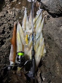 ヤリイカの釣果