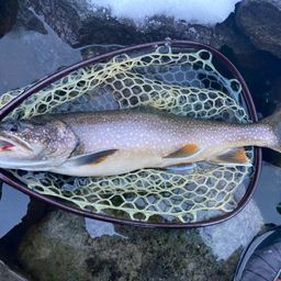 レイクトラウト