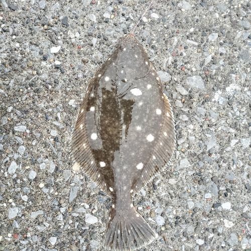 カレイの釣果