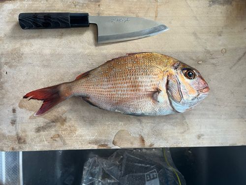 マダイの釣果