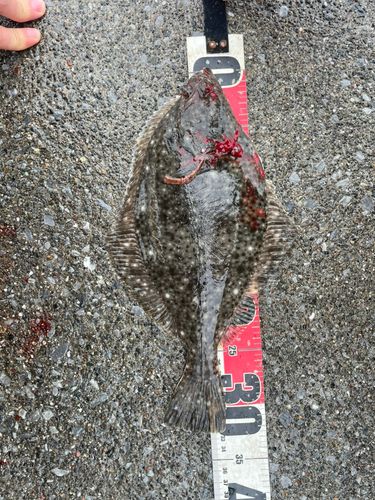 ヌマガレイの釣果